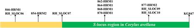 Stigmatic Transcriptome Analysis of Self-Incompatible and Compatible Pollination in Corylus heterophylla Fisch. × Corylus avellana L.